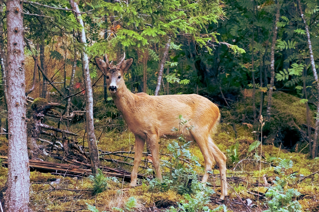 Photo deer, forest